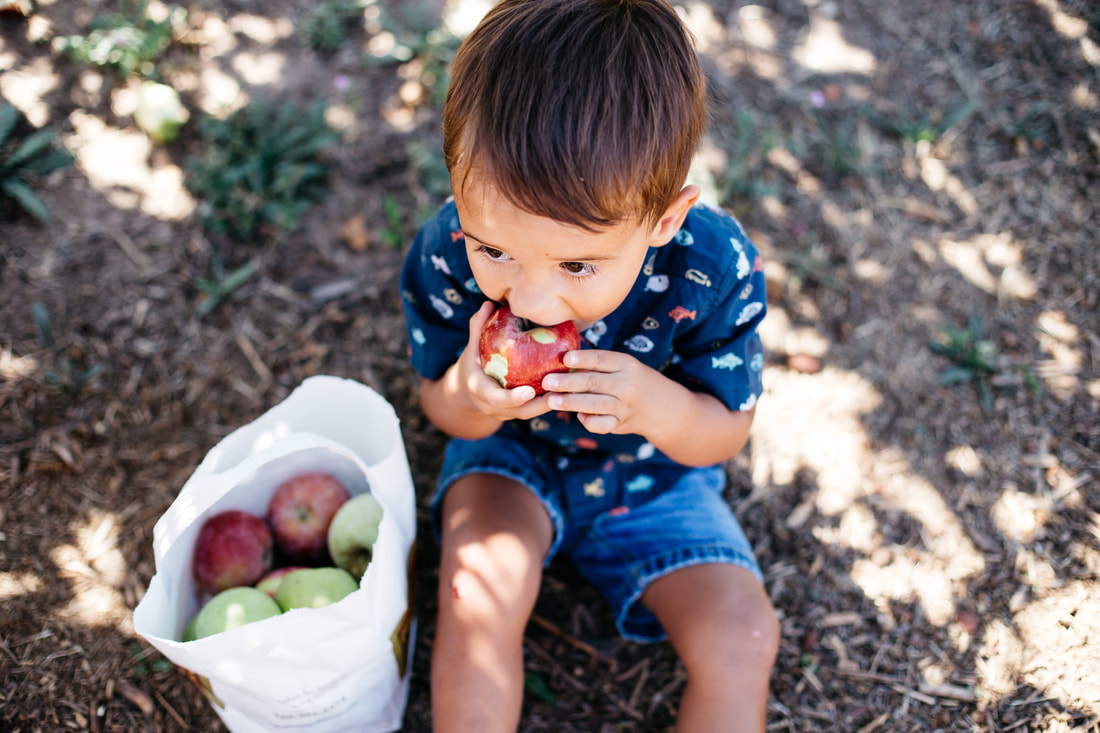 Julian apple picking | San Diego family photographer | www.brittneyvierphotography.com